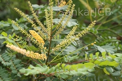 Adenanthera pavonina